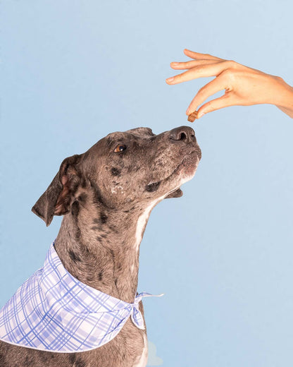 Dog is Human DM-01™ Daily Multivitamin Dog is Human