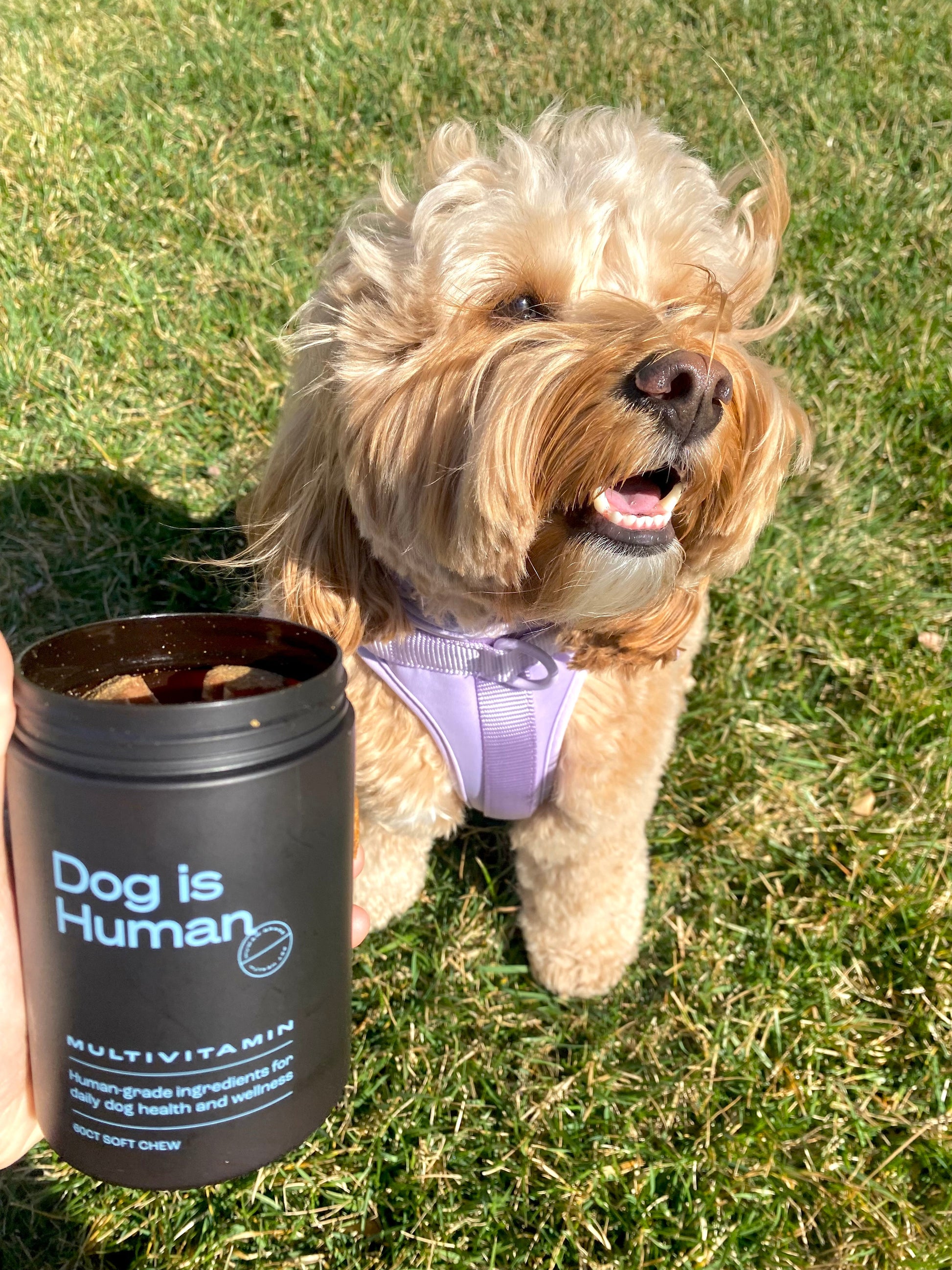 Dog is Human DM-01™ Daily Multivitamin Dog is Human